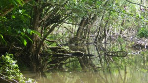 Frog Lake - National Park Cat Ba